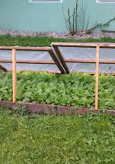 Køkkenhave